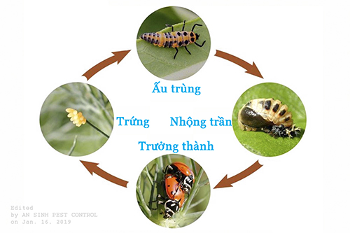 Nhong_tran Nhong_tran