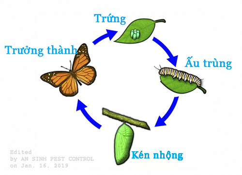 Ken_nhong_o_loai_buom Ken_nhong_o_loai_buom
