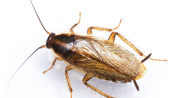 Nhan-biet-gian-Duc-German-cockroach